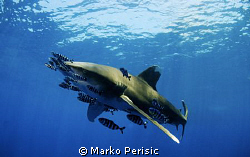 Carcharhinus Longimanus. Daedalus reef. by Marko Perisic 